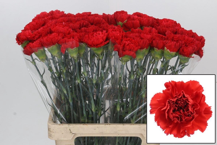 <h4>DI ST GENNARO</h4>