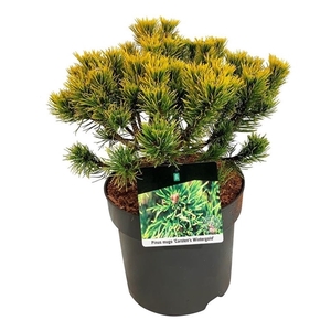 Pinus mugo 'Carsten's Wintergold'