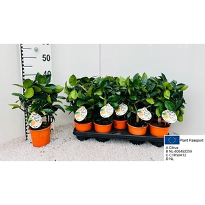CITR MICROCARPA