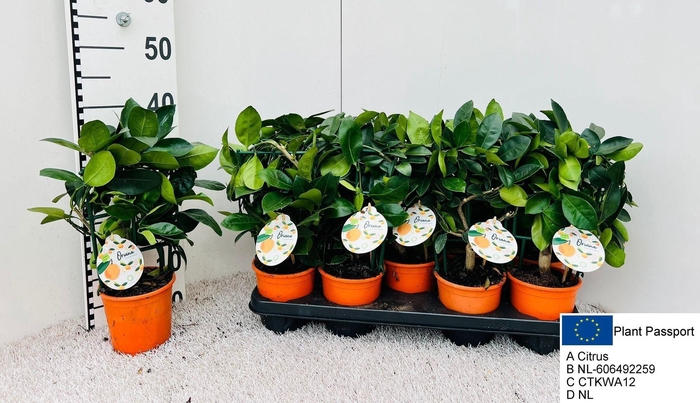 <h4>CITR MICROCARPA</h4>