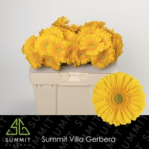 Gerbera Submarine Water