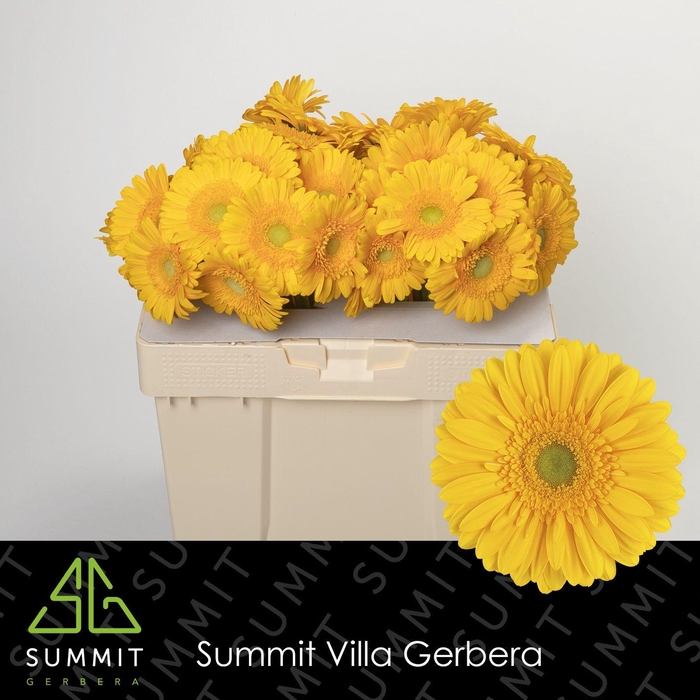 <h4>Gerbera Submarine Water</h4>