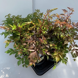 Astilbe mix - mix in tray