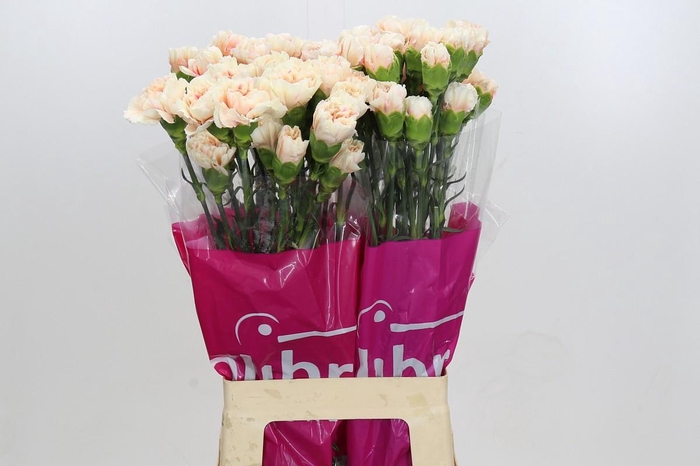 Dianthus St Happy Hoshi