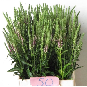 Physo Virginiana Ov