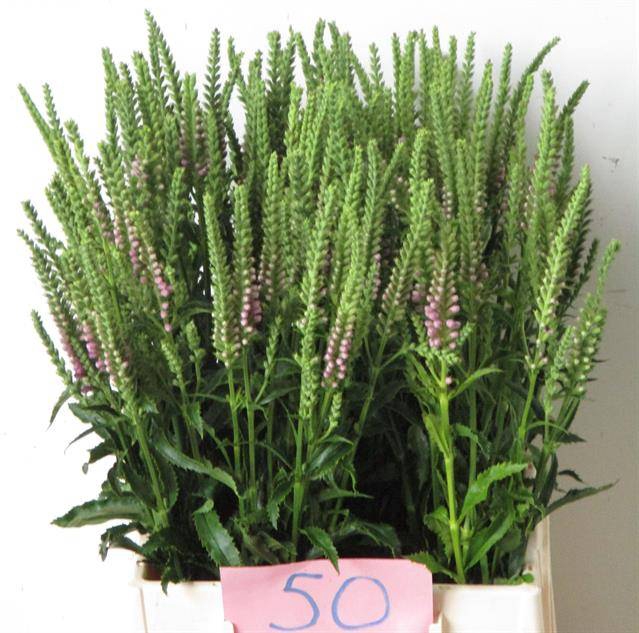 <h4>Physo Virginiana Ov</h4>