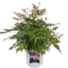 Astilbe J Washington