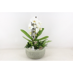 arr2 PL - Ker. barok phal. cascade wit