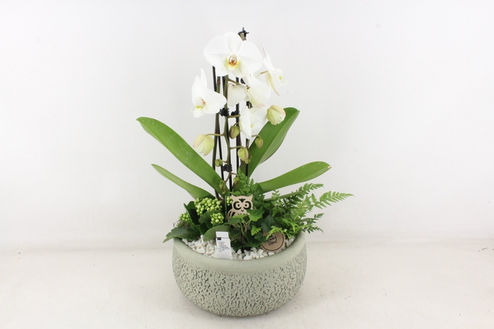 <h4>arr2 PL - Ker. barok phal. cascade wit</h4>