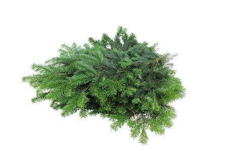 <h4>Abies Nordman Kilo</h4>