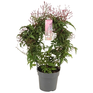 Jasminum Passion Dark Pink boog 300 knop p12 (Jasmijn)