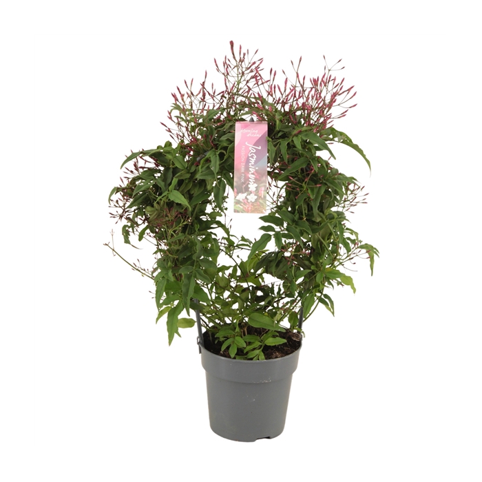 <h4>Jasminum pol. pink boog</h4>