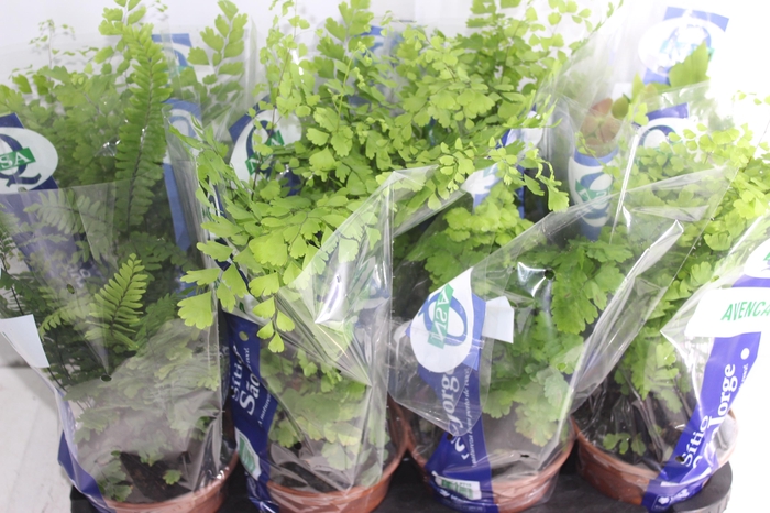 <h4>AVENCA VARIADA P15</h4>