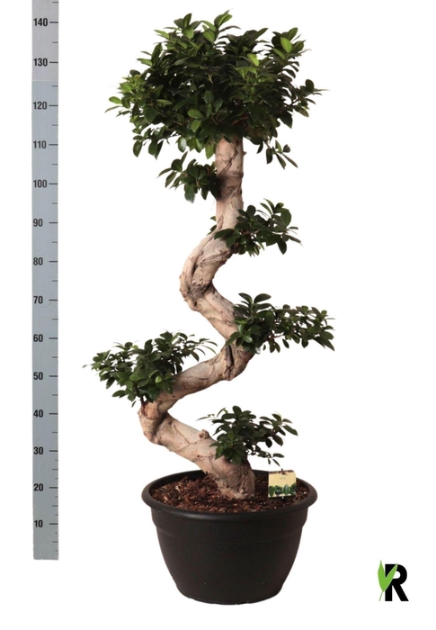 <h4>Ficus micr. Ginseng</h4>