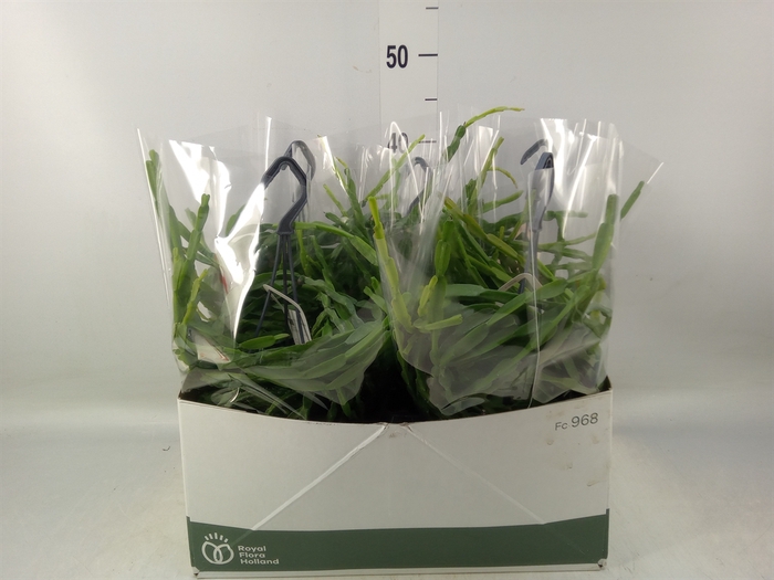 <h4>Rhipsalis paradoxa</h4>