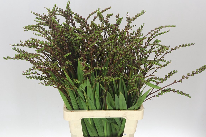 <h4>Crocosmia Berries</h4>