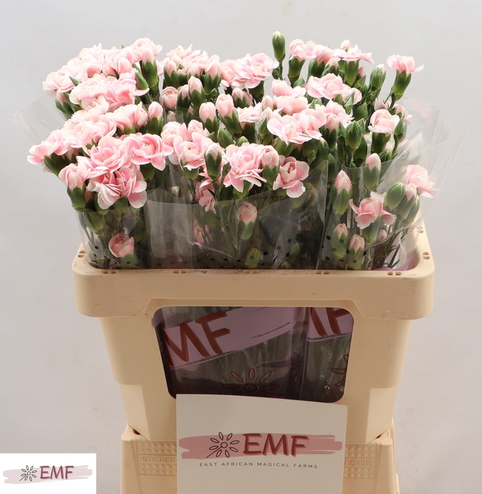 <h4>Di Tr Cosmopink</h4>