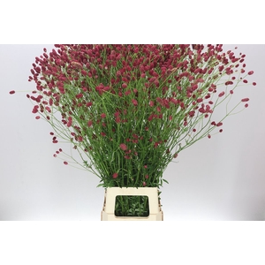 Sanguisorba Off Arnhem