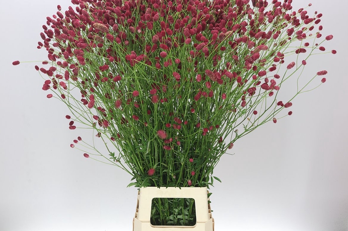<h4>Sanguisorba Off Arnhem</h4>