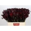 Leucadendron Saf Sunset Dark R.