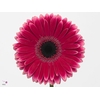 Gerbera Nuance Water