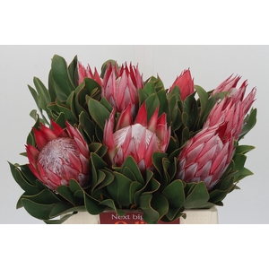 Protea Cyn. Claire