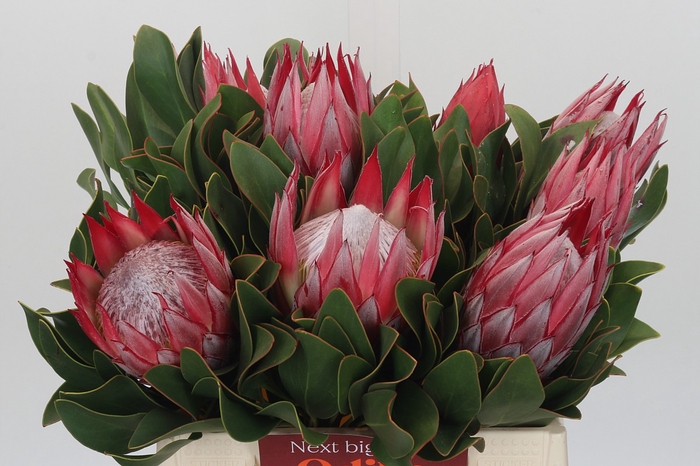 <h4>Protea Cyn. Claire</h4>