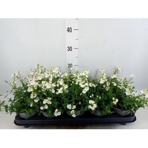 Diascia barberae