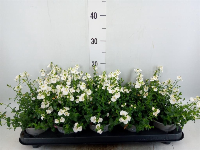 <h4>Diascia barberae</h4>