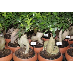 BONSAI FICUS MICROCARPA GINSENG VB C21
