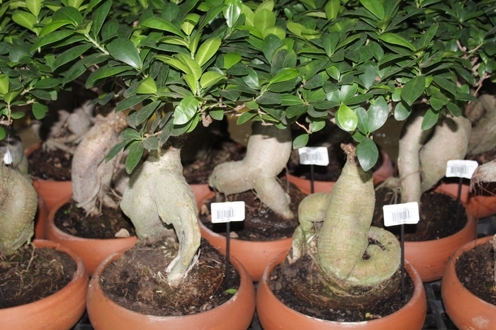 BONSAI FICUS MICROCARPA GINSENG VB C21