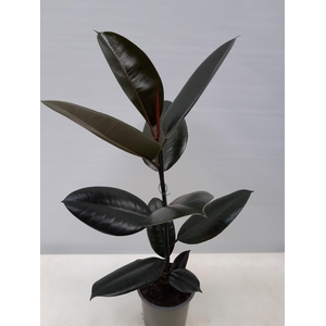 FICUS ELASTICA P12 ABIDJAN