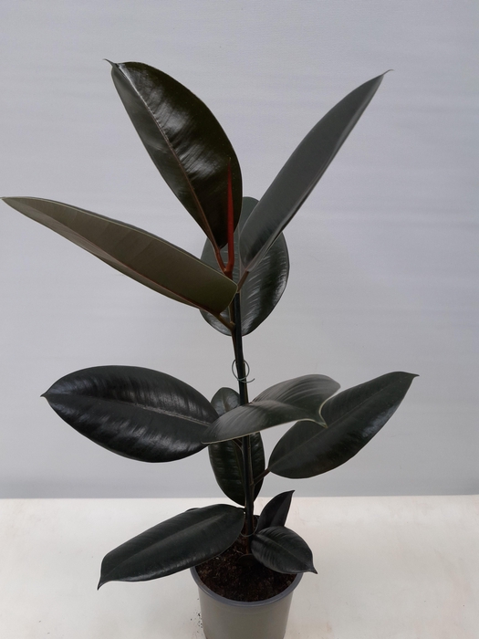 <h4>FICUS ELASTICA P12 ABIDJAN</h4>