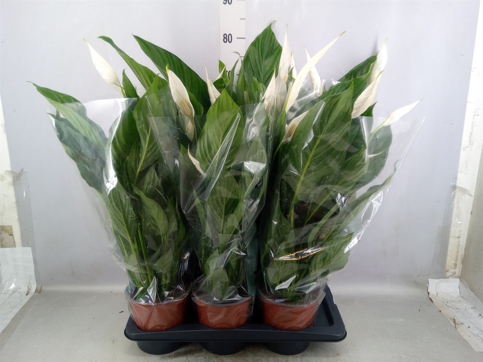 Spathiphyllum  'Bingo Cupido'