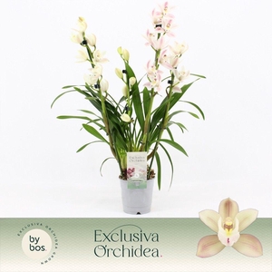 Cymbidium, Yuki 4-spike 'Exclusiva Orchidea'