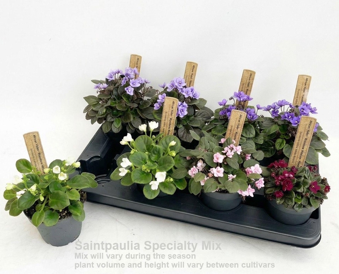 <h4>Saintpaulia</h4>