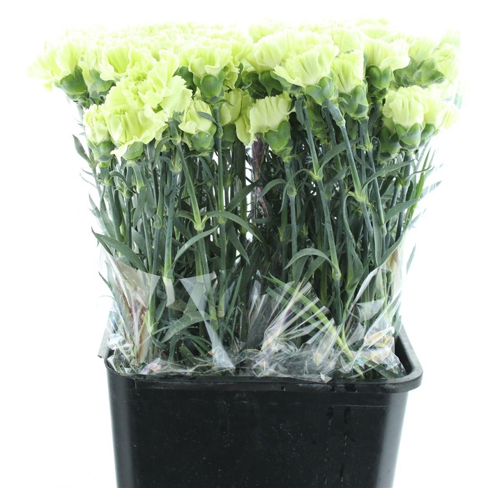 <h4>Di St Goblin Groen Extra X 160</h4>