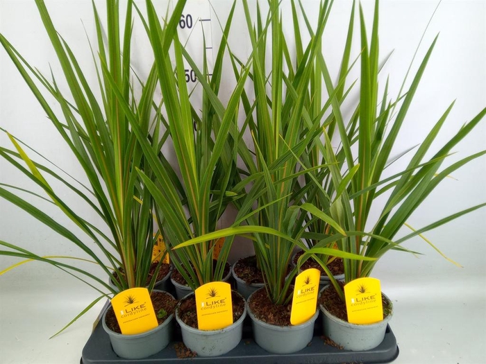 <h4>Cordyline indivisa 'Peko'</h4>