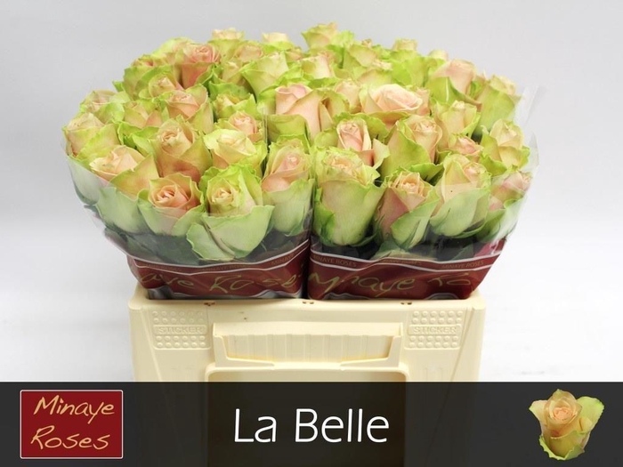 <h4>R GR LA BELLE</h4>