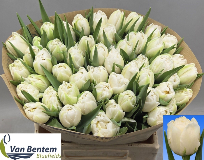 <h4>TU DU GALILEO</h4>