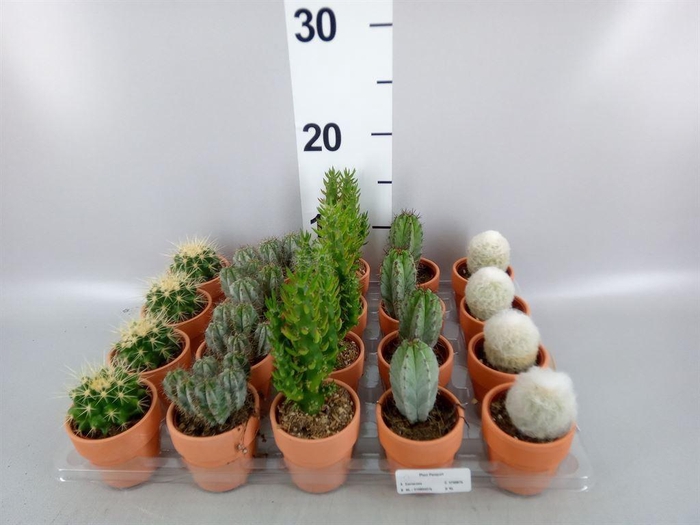 <h4>Cactus   ...mix  5</h4>