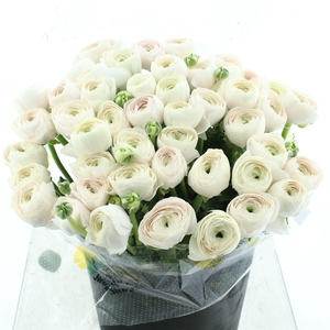 Ran Su Sr Hanoi Super