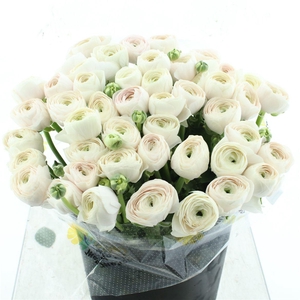 Ran Su Sr Hanoi Super