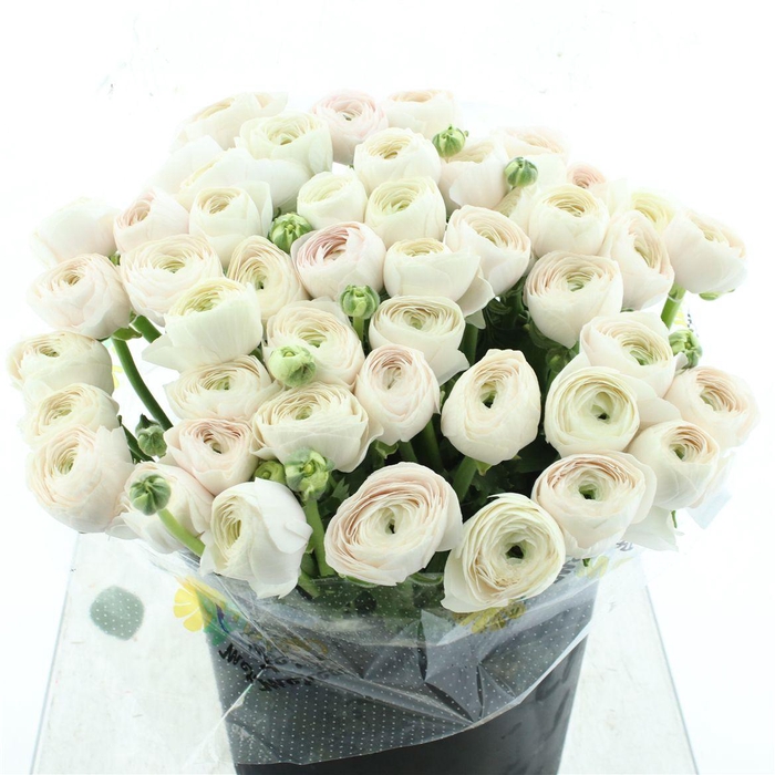 <h4>Ran Su Sr Hanoi Super</h4>