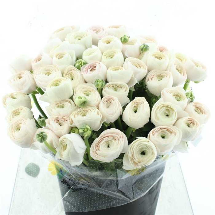 <h4>Ran Su Sr Hanoi Super</h4>