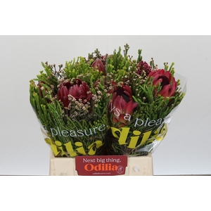 BQ Protea Hybride Carroussel