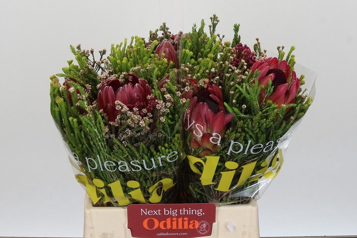 <h4>BQ Protea Hybride Carroussel</h4>