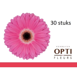 GE GR DREAMER-Doosx30