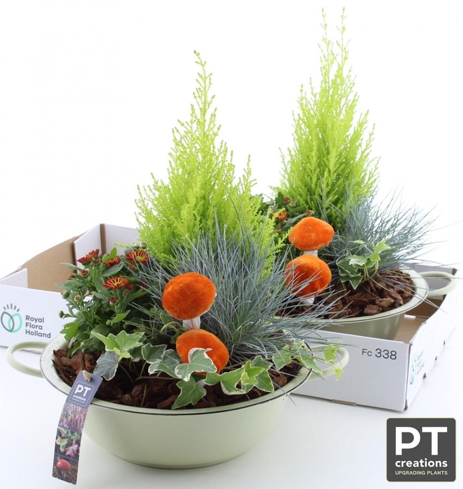 <h4>ARR TUINPLANTEN</h4>