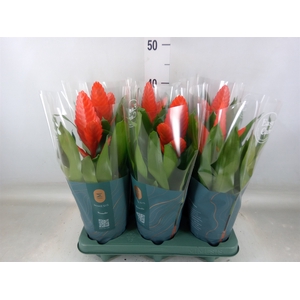 Vriesea  'Intenso Orange'